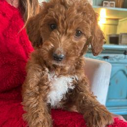 Angela - Red  female Goldendoodle puppy in Payson, Utah from Country Sky Doodles