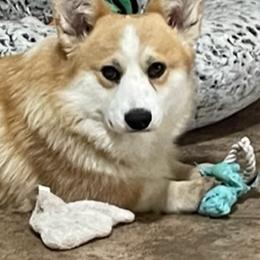 Pembroke Welsh Corgis from Hill Country Corgis