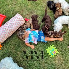 Double Doodle and Morkie Puppies from McCormack Morkies + Merle Doodles