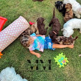 Double Doodle and Morkie Puppies from McCormack Morkies + Merle Doodles
