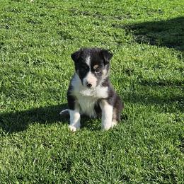 Girl 1 - Black and white female Border Collie puppy in Wakeman, Ohio from Sandstone Ridge Kennels