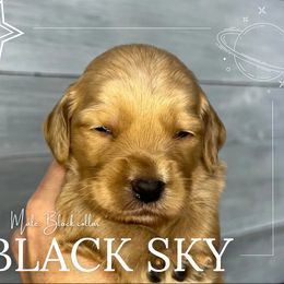 Goldendoodle Puppies from Goldie's Doodles