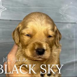 Goldendoodle Puppies from Goldie's Doodles