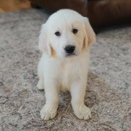 Mr. Yellow - Light golden male Golden Retriever puppy in Bedford, Indiana from Indiana Goldens