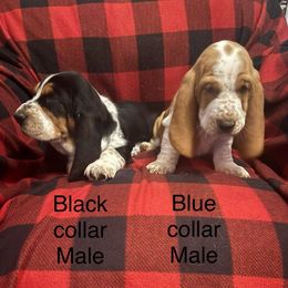 Blue collar Boy - Lemon and white Basset Hound puppy in Colbert, Georgia from D & D Kennels