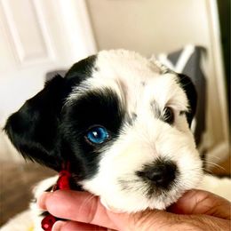 Saturn - Parti male Miniature Schnauzer puppy in Deltona, Florida from LIZ FANCY SCHNAUZERS