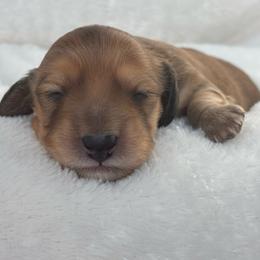 Gemini - Red female Dachshund puppy in Murrieta, California from Dash of Love