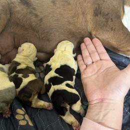 Bulldog puppies from Hayzlett Family English Bulldogs