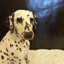 Dalmatian All Grown Up from Mainstreet Dalmation