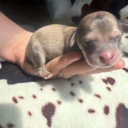 Cream Female - Cream female Dachshund puppy in Umatilla County, Oregon from Divine Dogs