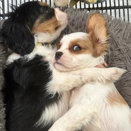 Cavalier King Charles Spaniel puppies from George's Cavalier King Charles Spaniels