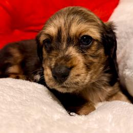 Bean - Red male Dachshund puppy in Nampa, Idaho from 208 Wiener Wiggle Butts LLC