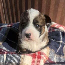 Bobby - Sable male Pembroke Welsh Corgi puppy in Bloomfield, Iowa from Beebe’s Corgis