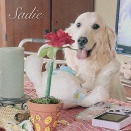 Sadie - Golden Retriever