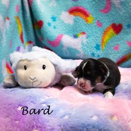 Bard - Black tri-color female Australian Shepherd puppy in Benton City, Washington from Eventide Australian Shepherds