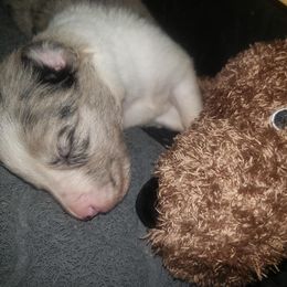 Border Collie Puppies from Zahara Border Collies