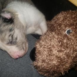 Border Collie Puppies from Zahara Border Collies