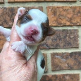 Female 1 - Chocolate, tan and white female Yorkshire Terrier puppy in Georgia from Berggipfel Yorkies