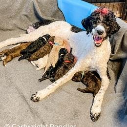 Poodle Puppies from Impressive Cartwright Poodles