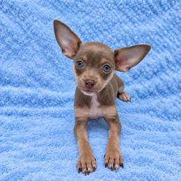 Blue tan boy - Blue and tan male Chihuahua puppy in Smyrna, Georgia from GeorgiasChihuahuas