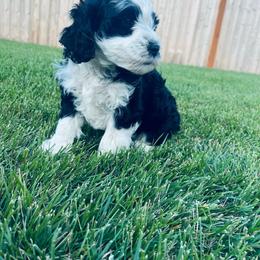 Princess daisy - Black and white female Bernedoodle puppy in Sandy, Oregon from MC Doodles