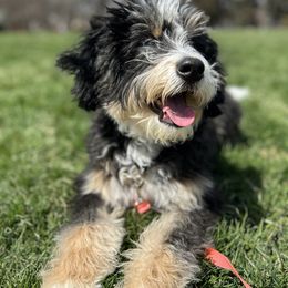 Bernedoodle, Bernese Mountain Dog, and Sheepadoodle All Grown Up from VonDoodles Bernedoodles & Sheepadoodles