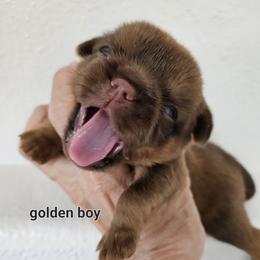 Golden boy - Brown male Brussels Griffon puppy in Lewiston, Idaho from Rose's Brussels Griffons