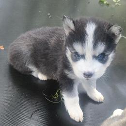 Hiska - Black and white female Siberian Husky puppy in Lakeland, Florida from Husky Breeder of Central Florida