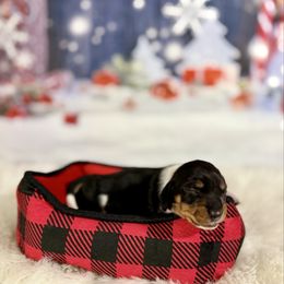 Squanto - Piebald male Dachshund puppy in Westport, Kentucky from Lonestar Creek Farm