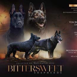 German Shepherd puppies from Bittersweet Shepherds