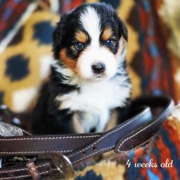 Cosmic Brownie - Black tri-color male Australian Shepherd puppy in Paola, Kansas from Tiz Ranch