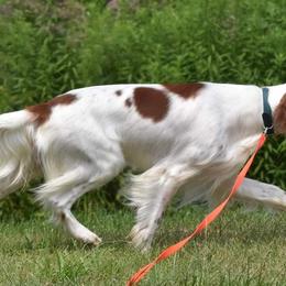Irish Red and White Setters and Nederlandse Kooikerhondjes from Wind River Kooikers/Irish Red and White Setters