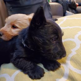 Scottish Terrier Puppies from Hyland Lake Scotties