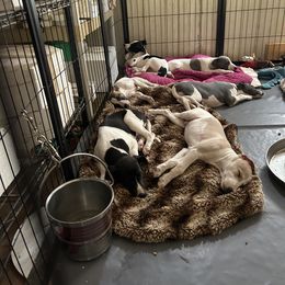 Whippet Puppies from Sonsteby