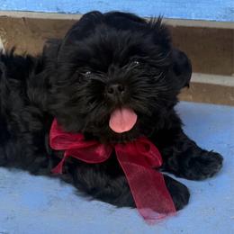 Shih Tzu puppies from Jaden Shih Tzu’s