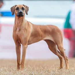 ZsaZsa - Rhodesian Ridgeback