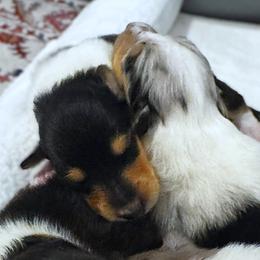 Girl 1 - female Collie puppy in Venice, Florida from SUNCREST COLLIES