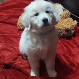 Bentley - Light golden male Golden Retriever puppy in Fowlerville, Michigan from Gratz Kennels