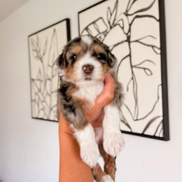 Malolos - Tri-color male Bernedoodle puppy in Cold Spring, Minnesota from A.N.A. Doodles