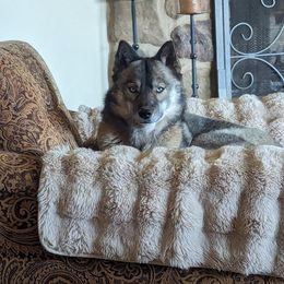 Izzora - Siberian Husky