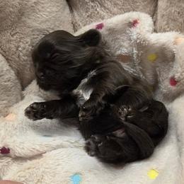 Girl 2 - Chocolate female Shih Tzu puppy in Tennessee from Cutshall Babies