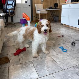 Roger - Parti male Goldendoodle puppy in Sugarcreek, Ohio from True Hearted Doodles