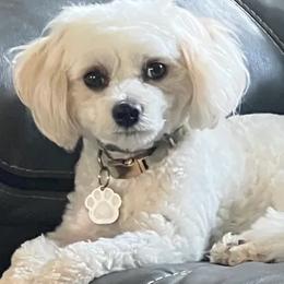 Millie - Cavachon