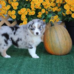 Souix - Blue merle female Australian Shepherd puppy in Circleville, Utah from Canyon Creek Aussies