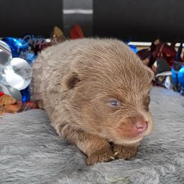 Pepper's Thriller - Thriller - Lavender male Pomeranian puppy in Plant City, Florida from Pepper's Pomeranians
