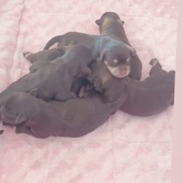 Miniature Schnauzer Puppies from Miniature Schnauzer Paradise llc