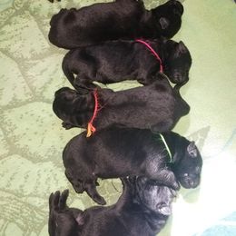 German Shepherd Puppies from Von Jarosz Haus