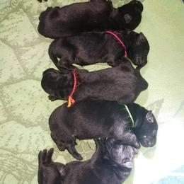 German Shepherd Puppies from Von Jarosz Haus