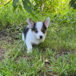 Iris-natural bobtail Mismark - White and black female Pembroke Welsh Corgi puppy in Hope, Arkansas from Foxy Knoll Farm