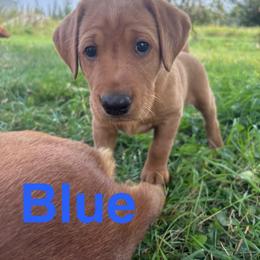 (Blue) Harry - Yellow male Labrador Retriever puppy in Brantwood, Wisconsin from Ritchie Road Labradors